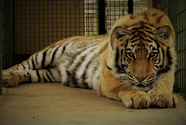 ZOO Faunapark Horní Lipová